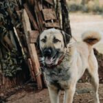 Een hond met een anti-bark collar in een rustige omgeving, die zijn omgeving verkent zonder te blaffen.