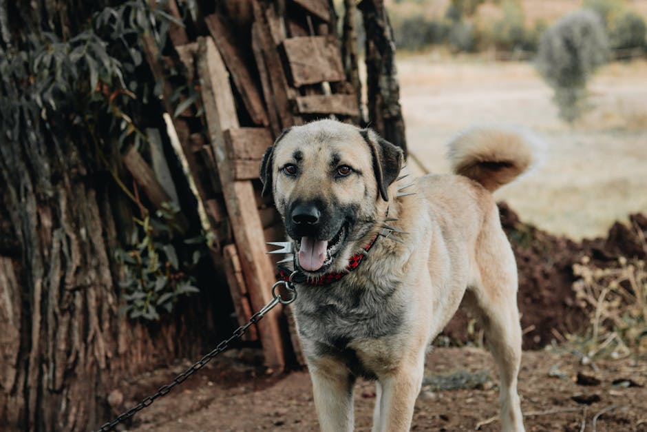 Features of Effective Anti-Bark Collars